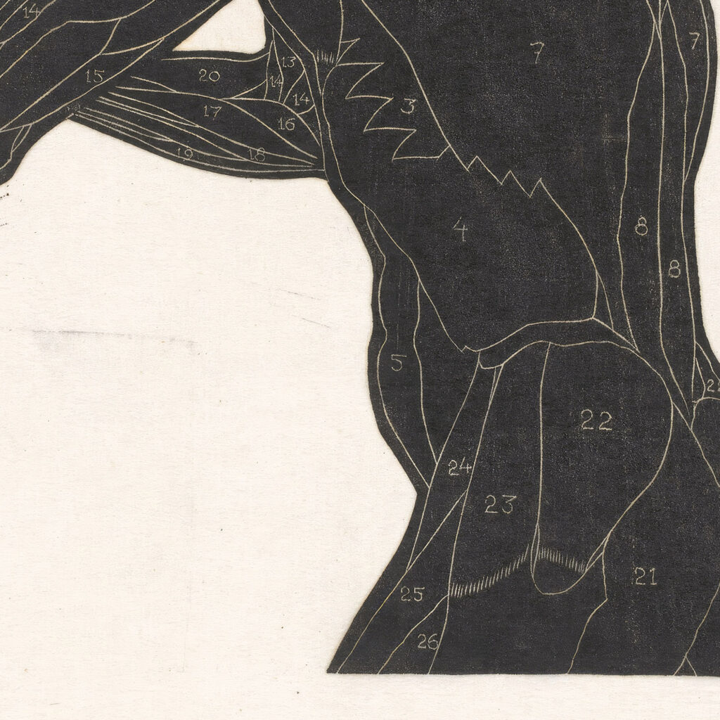 Anatomische studie van de zij en armspieren van een man in silhouet 1906 Reijer Stolk 8 mockup