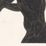 Anatomische studie van de zij en armspieren van een man in silhouet 1906 Reijer Stolk 8 mockup