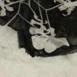 Bloemstudie III 1874 1945 Carel Adolph Lion Cachet 8 mockup