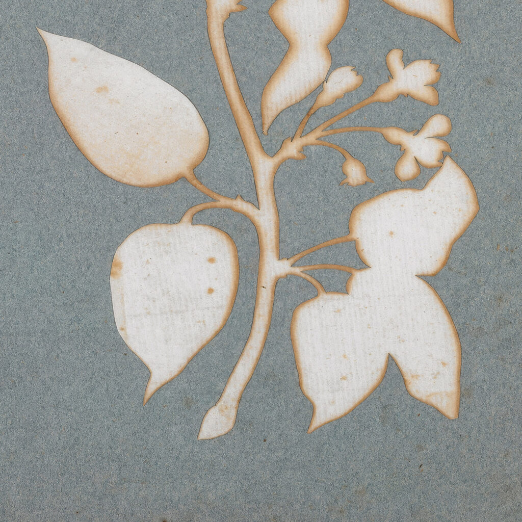 Blutenzweig Wald Geissblatt Philipp Otto Runge 8 mockup