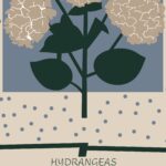 Hydrangeas 8 mockup