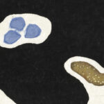 Schelpen 1950 1959 Onchi Koshiro 8 mockup