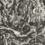 Stier 1937 1969 Yo Sugano 8 mockup