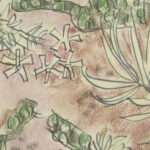 Study of plants 3 August Babberger 8 mockup