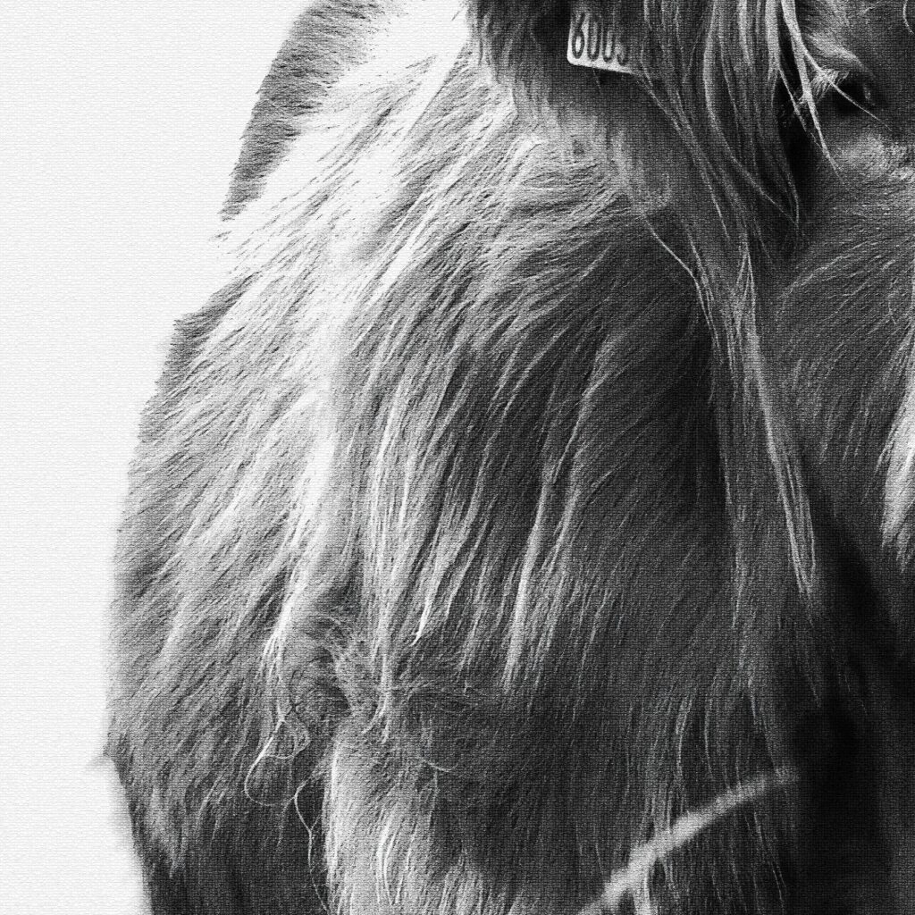 highland cattle western art textured 3x4 8 mockup