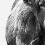 highland cattle western art textured 3x4 8 mockup