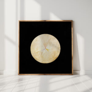 series suw no 14 swan 1914 1915 hilma af klint high quality print