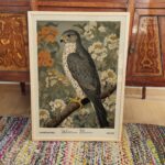 Falcon Art Print