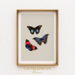 Butterfly Art Print