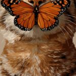 Cat with Butterfly Art Print