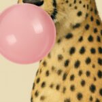Cheetah Blowing Bubblegum Print