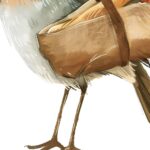 French Robin Bird Watercolor Art Print