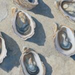 Oyster Shell Art Print