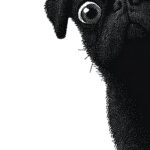 Pointillism Pug Wall Art