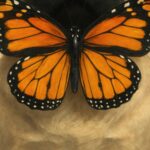 Pug Puppy & Monarch Butterfly Print