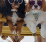 Ski Lift Dogs Art Print