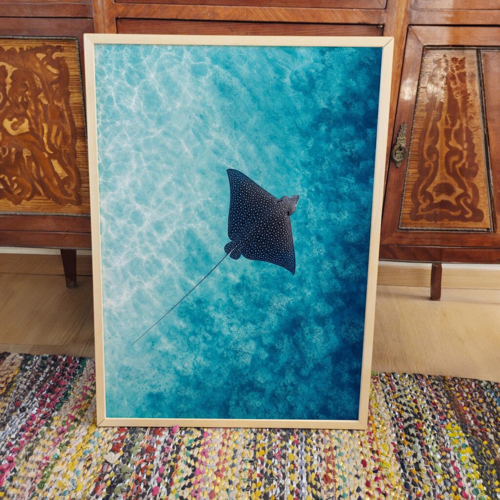 Spotted Eagle Ray Gliding Over a Turquoise Reef Print
