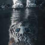 Tiger Reflection Cat Poster