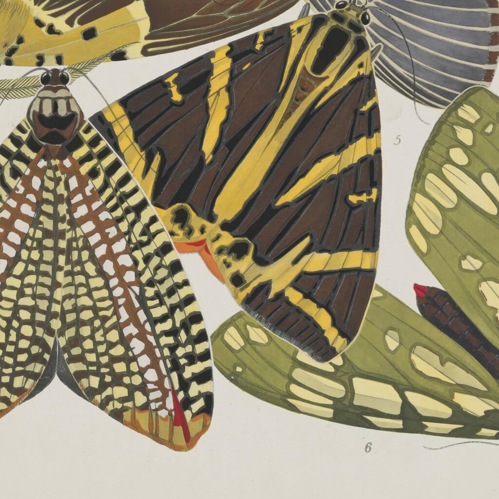 Vintage Butterfly Art Print