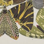 Vintage Butterfly Art Print