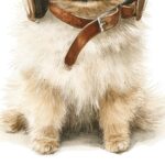 Whimsical Pomeranian Puppy Art Print