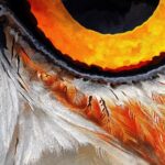 Owl Eye Art Print