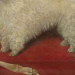 Antique Bichon Frise Print
