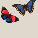 Butterfly Art Print