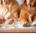 Golden Retriever Chefs Kitchen Print