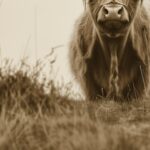 Sepia Highland Cow Print
