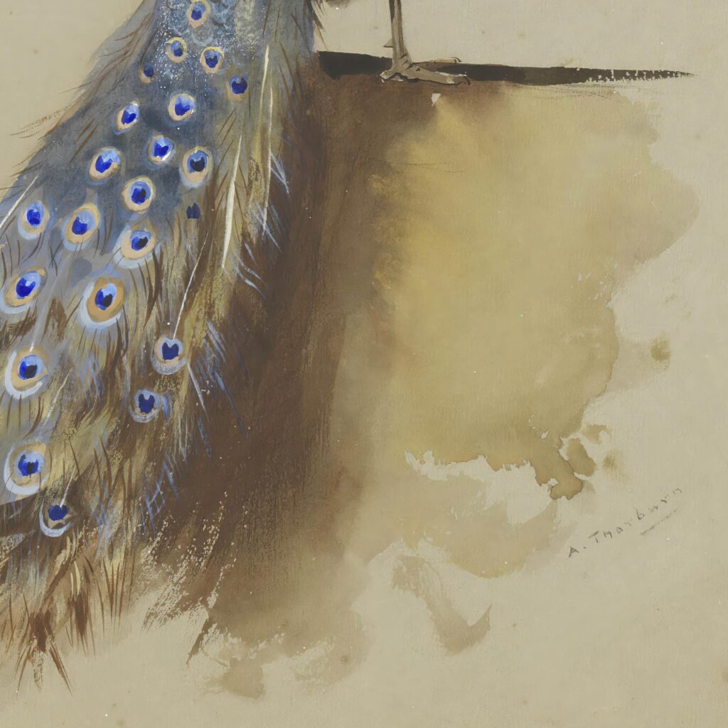 Vintage Peacock Print