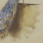 Vintage Peacock Print