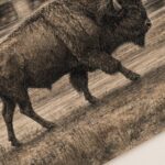 Bison Walking Past a Passing Train Print